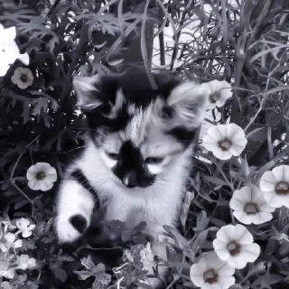 Sticker » 🐈‍⬛️ cats ! - @smstickerr - 5