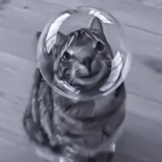 Sticker » 🐈‍⬛️ cats ! - @smstickerr - 11