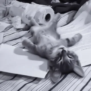 Sticker » 🐈‍⬛️ cats ! - @smstickerr - 9