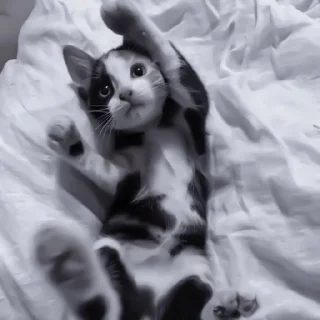 Sticker » 🐈‍⬛️ cats ! - @smstickerr - 6