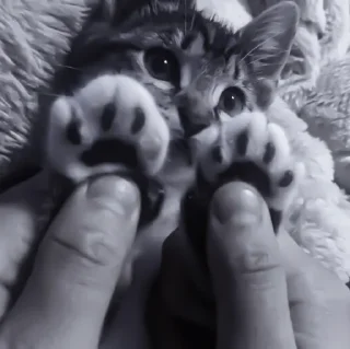 Sticker » 🐈‍⬛️ cats ! - @smstickerr - 10