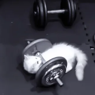 Sticker » 🐈‍⬛️ cats ! - @smstickerr - 0