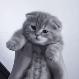 Sticker » 🐈‍⬛️ cats ! - @smstickerr - 7