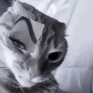 Sticker » 🐈‍⬛️ cats ! - @smstickerr - 2