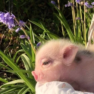 Sticker @smeshniehryaki - 7