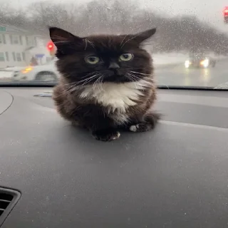 Sticker @smeshniehryaki - 2