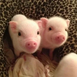 Sticker @smeshniehryaki - 8