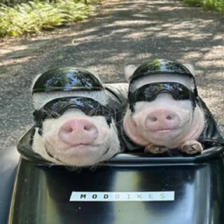 Sticker @smeshniehryaki - 5