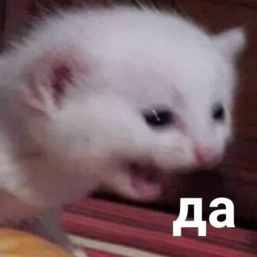 млекопитающее животное кошки малого и среднего размера