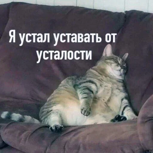 млекопитающее животное кошачьи