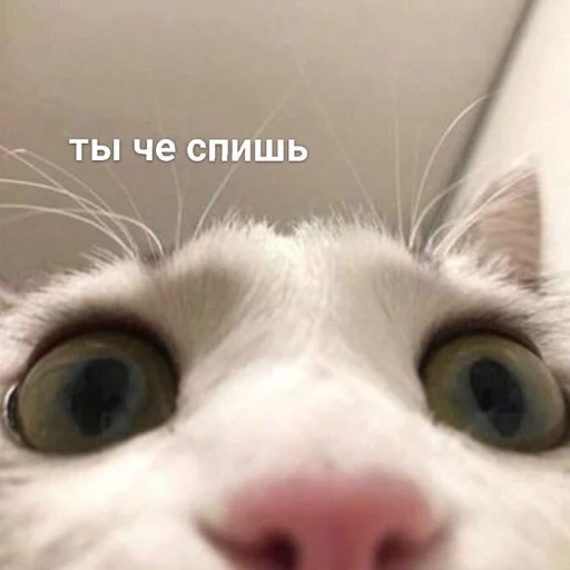 животное млекопитающее кошка