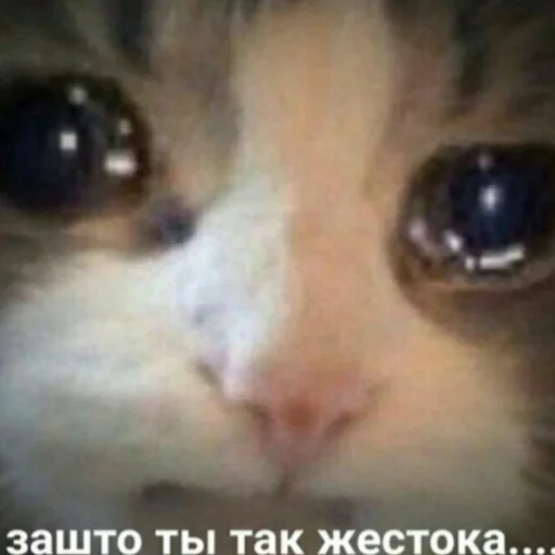 животное млекопитающее кошка