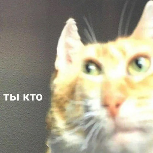 животное млекопитающее кошка