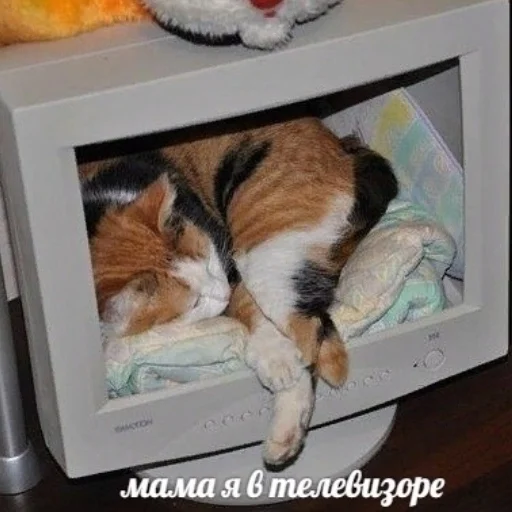 кошка животное монитор