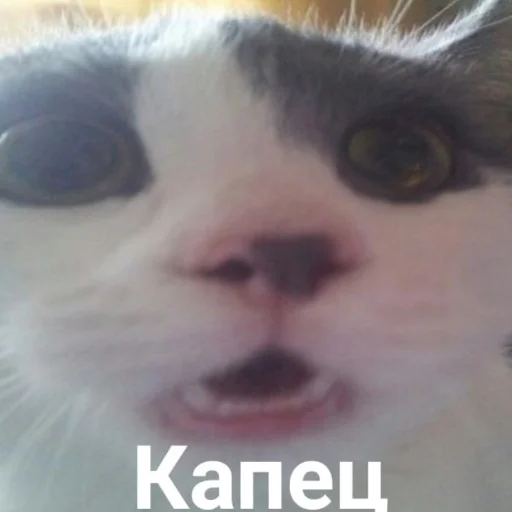 животное млекопитающее кошка