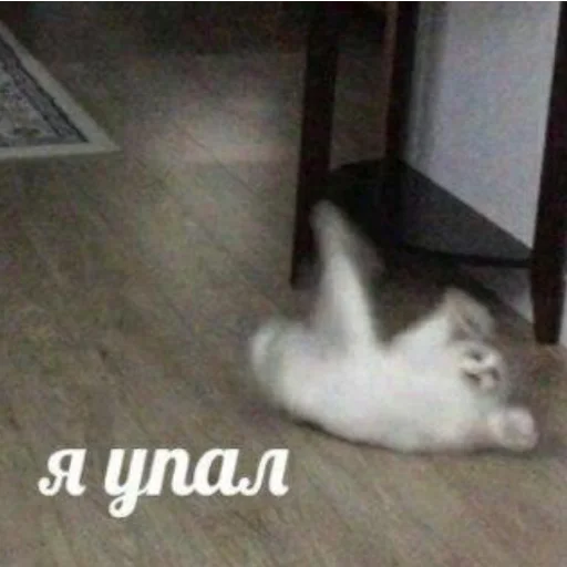 этаж животное млекопитающее