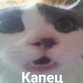 коты(смішные) - животное