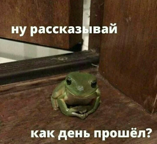 лягушка животное амфибия