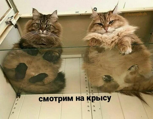 кошка млекопитающее животное