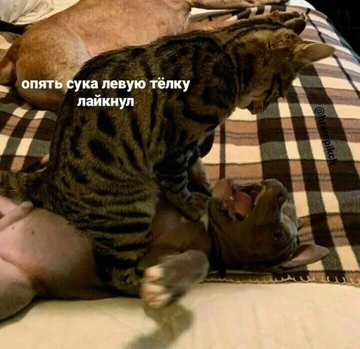 животное млекопитающее кошка