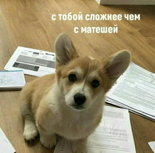 млекопитающее животное домашнее животное