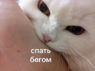 Стикер Больше стиков тут: @stikery4 - 10