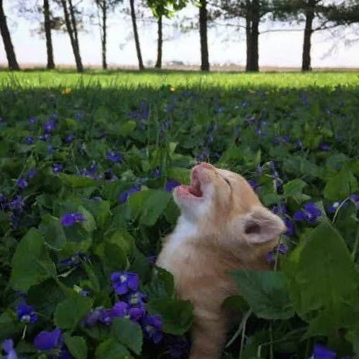 outdoor animal grass