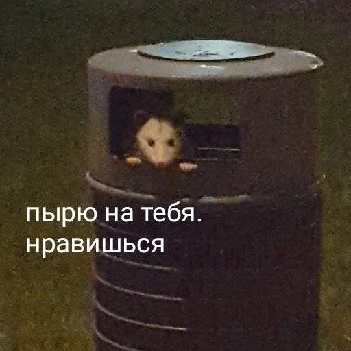 контейнер для отходов .bin