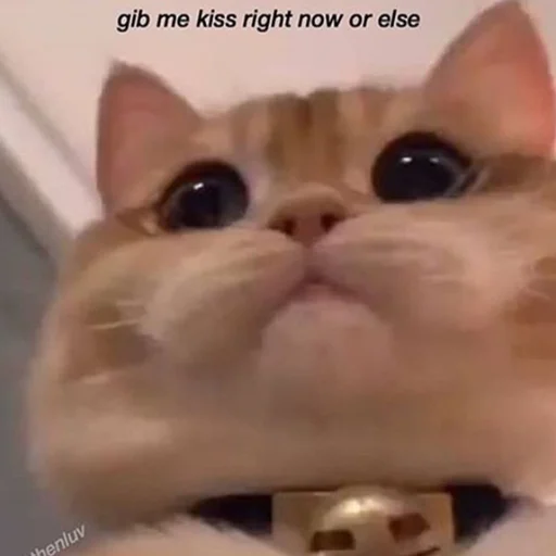 кошка млекопитающее животное