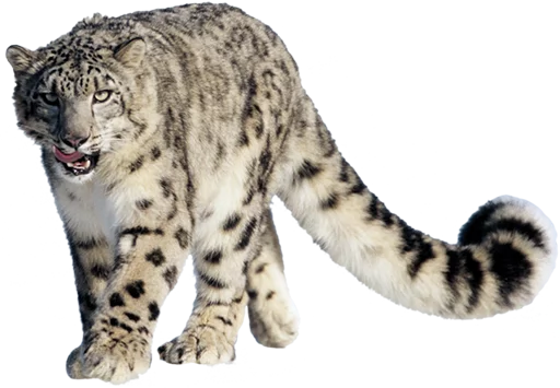 Sticker sneps - 1