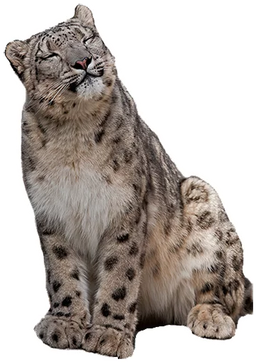 Sticker sneps - 1