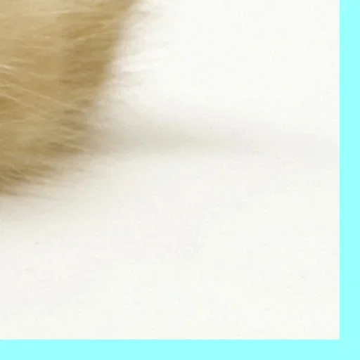 Sticker snowpalmslapka - 1