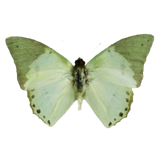 Sticker snowypng - 1