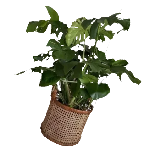 Sticker ໒ ꒱ 🥬 @snowwsticks ✦. - 7