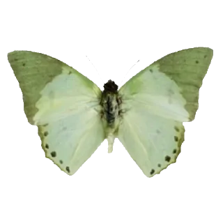 Sticker ໒ ꒱ 🥬 @snowwsticks ✦. - 2