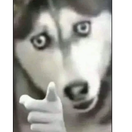 Sticker sobachki_av - 1