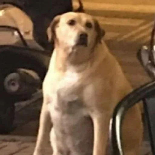 Sticker sobachki_av - 1