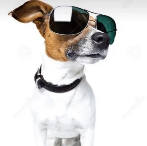 dog breed collar pet