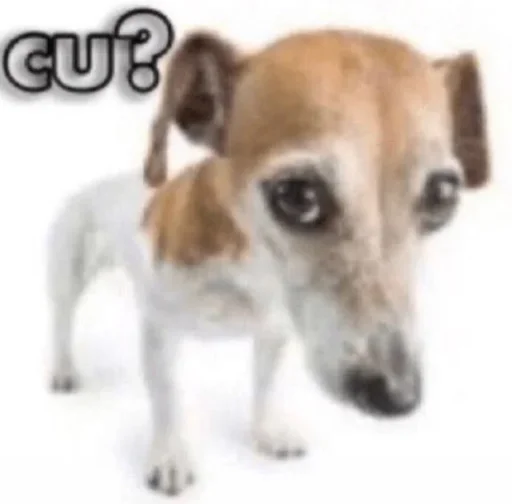 mammal animal dog breed