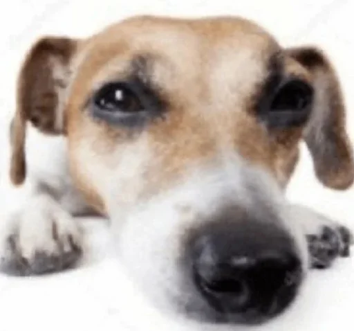 mammal dog breed animal