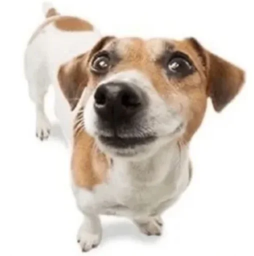 mammal dog breed dog