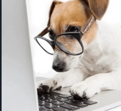 animal laptop computer