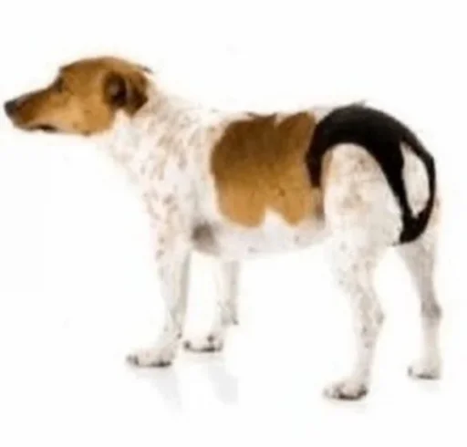 mammal dog breed animal