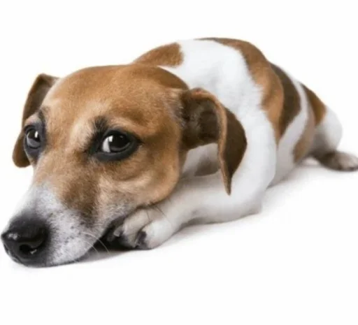 mammal dog breed animal