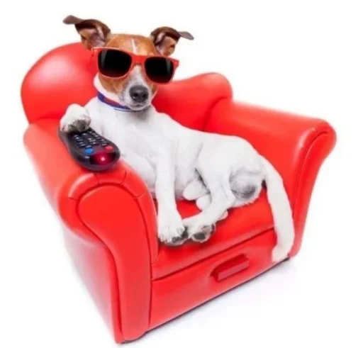 animal pet dog breed