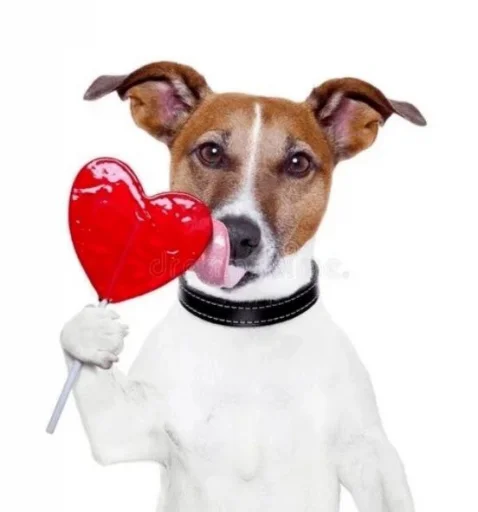 animal dog breed pet