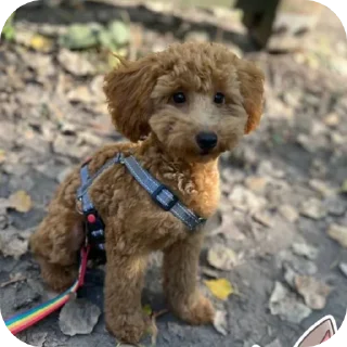 Стикер собака - 1