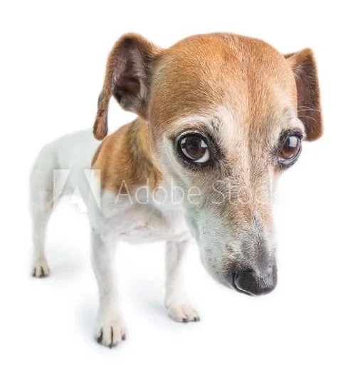 млекопитающее порода собак животное