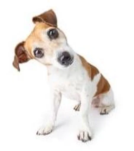 млекопитающее порода собак животное