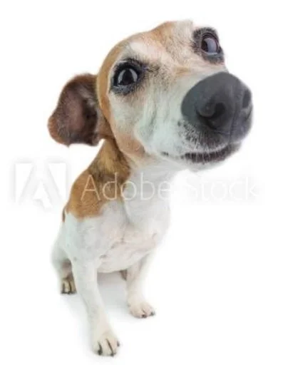 порода собак млекопитающее домашнее животное